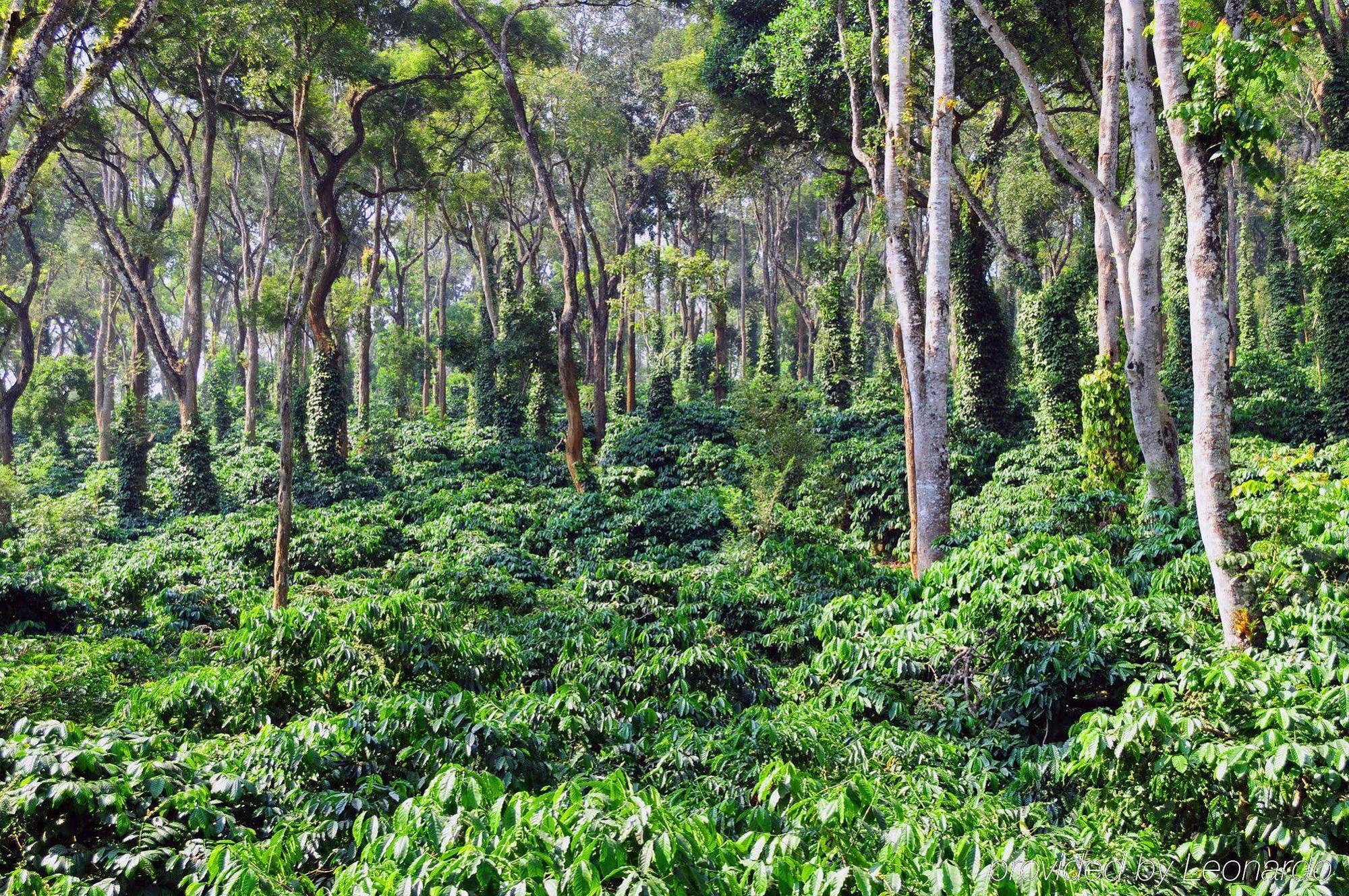 Evolve Back Coorg Hassan Exterior photo